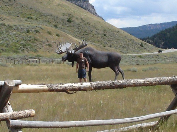 wyomingmoose